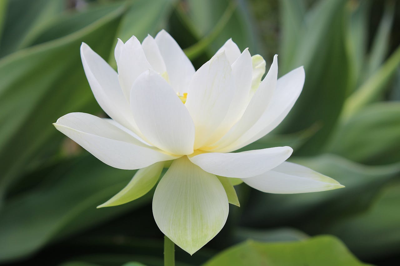 Stunning white lotus flower captured in a Brisbane garden, showcasing its natural beauty and symbolic elegance.